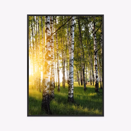 Poster med ram - Early sunny morning in a birch