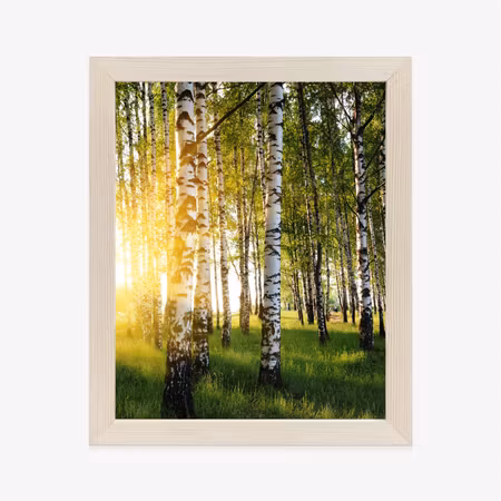 Poster med ram - Early sunny morning in a birch
