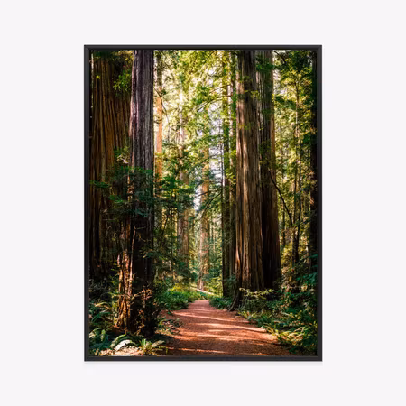 Poster med ram - Path in the spring forest