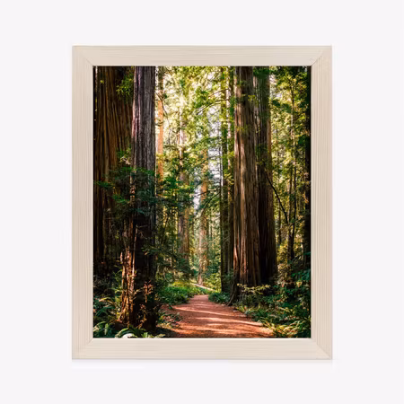 Poster med ram - Path in the spring forest