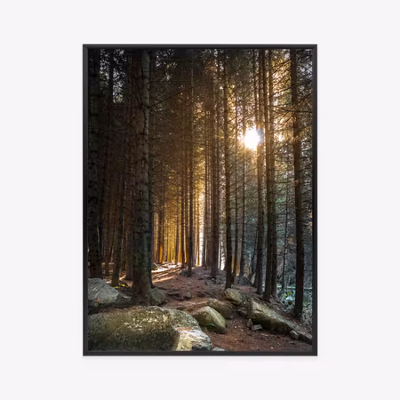 Poster med ram - Sunny morning in a pine forest