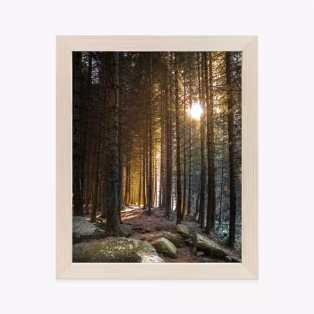 Poster med ram - Sunny morning in a pine forest