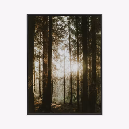 Poster med ram - Mystical morning in a coniferous