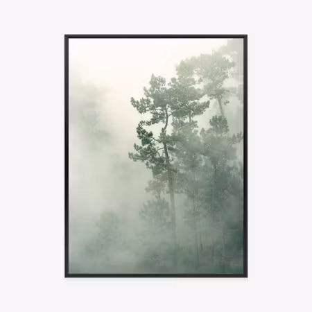 Poster med ram - Fog in the green forest nature