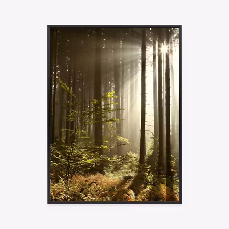 Poster med ram - Wild vegetation in the forest in