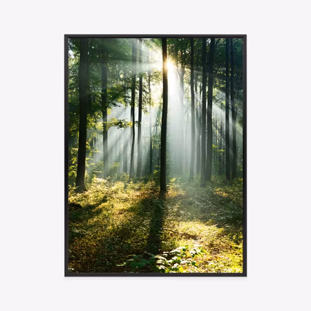 Poster med ram - Green forest on a sunny morning
