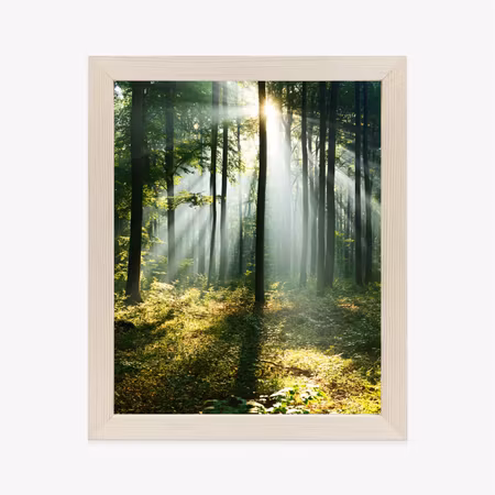 Poster med ram - Green forest on a sunny morning