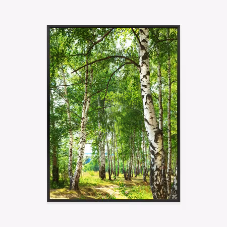 Poster med ram - Summer morning in a sunny birch
