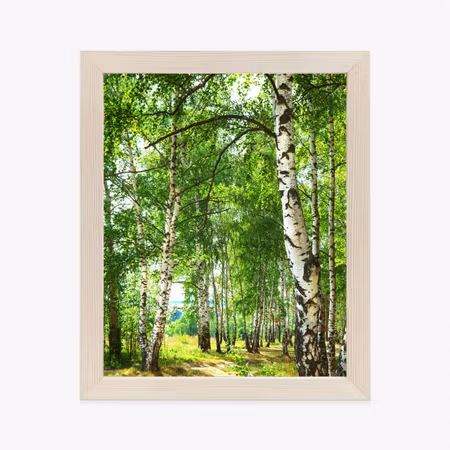 Poster med ram - Summer morning in a sunny birch