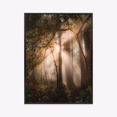 Poster med ram - Sun rays in the forest