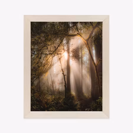 Poster med ram - Sun rays in the forest