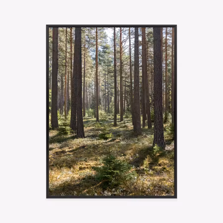 Poster med ram - Pine forest in spring