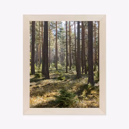 Poster med ram - Pine forest in spring