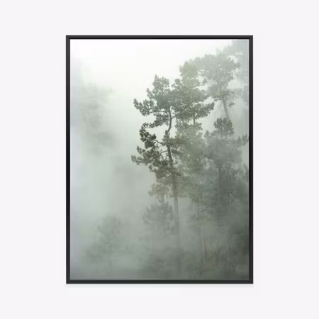 Poster med ram - Forest landscape of trees in the