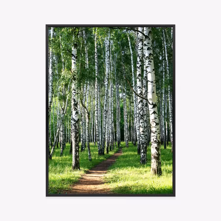 Poster med ram - Summer morning in a green birch
