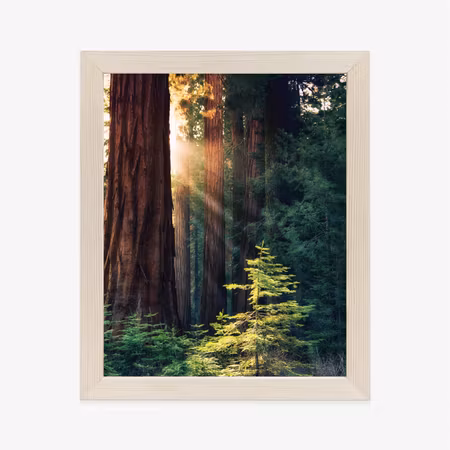 Poster med ram - Sun rays between trees in the