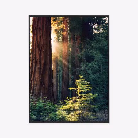 Poster med ram - Sun rays between trees in the