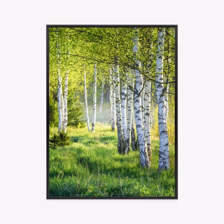 Poster med ram - Spring green birch grove
