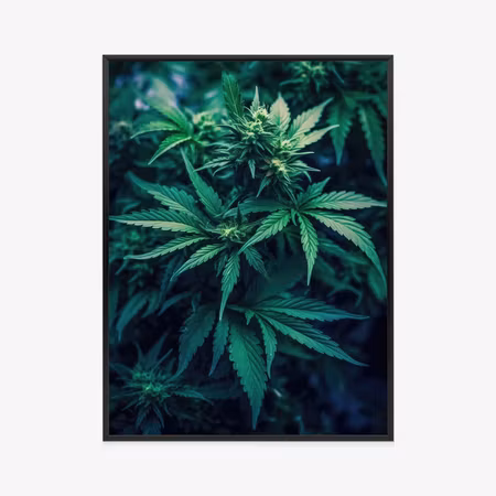 Poster med ram - Green hemp close up