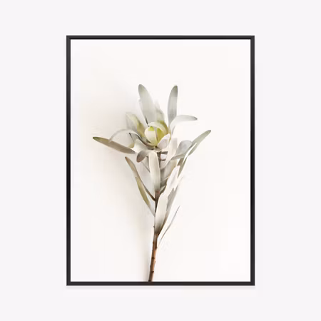 Poster med ram - Exotic plant on a light