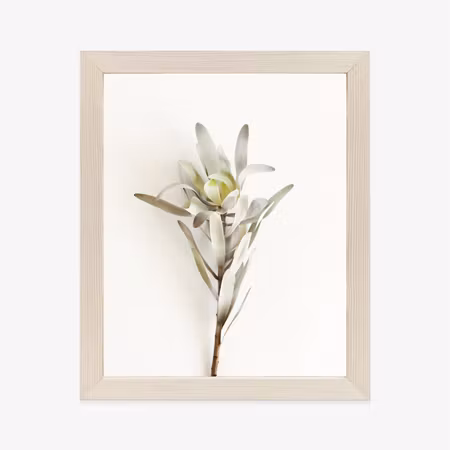 Poster med ram - Exotic plant on a light