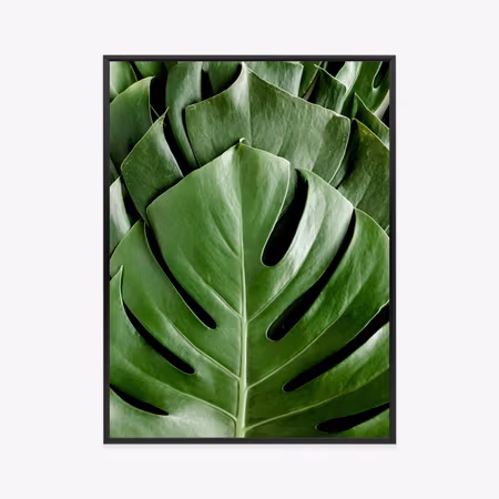 Poster med ram - Monstera palm leaves