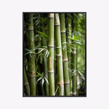 Poster med ram - Bamboo forest close up