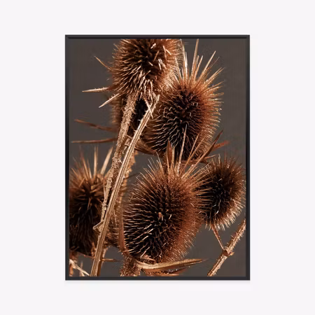 Poster med ram - Dry burdock