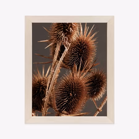 Poster med ram - Dry burdock