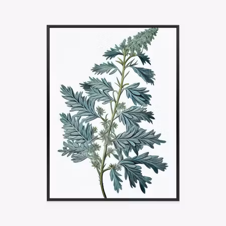 Poster med ram - Sage leaf