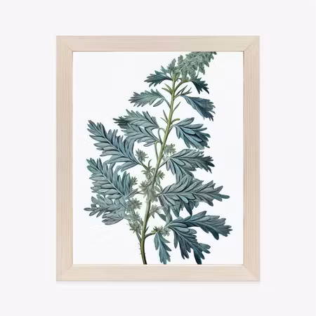 Poster med ram - Sage leaf