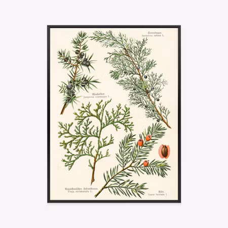 Poster med ram - Images of old botanical plants