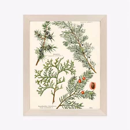 Poster med ram - Images of old botanical plants