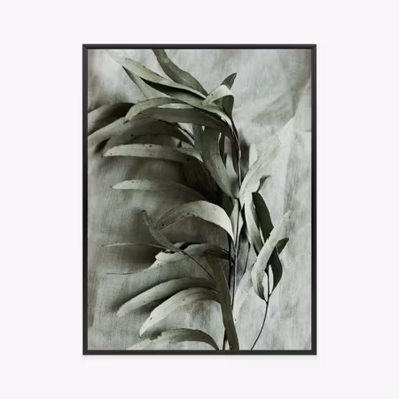 Poster med ram - Green twig with dry eucalyptus