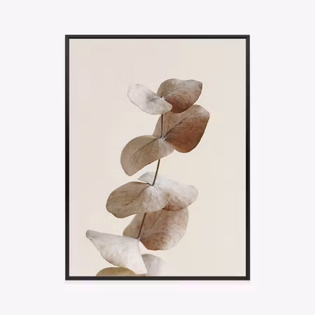 Poster med ram - Twig with dry eucalyptus leaves