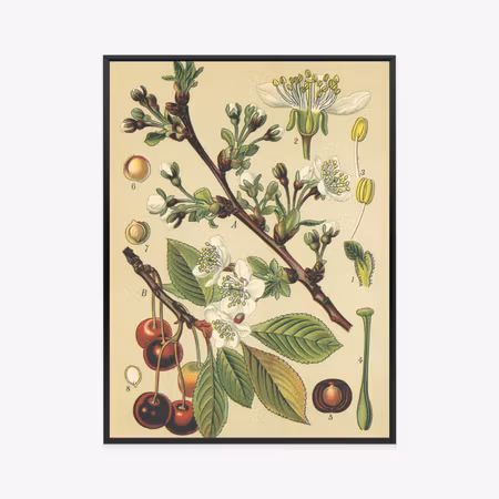 Poster med ram - Vintage botanical illustration of