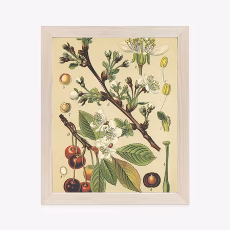 Poster med ram - Vintage botanical illustration of
