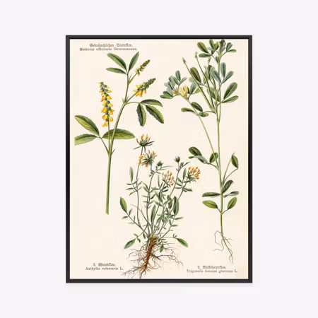 Poster med ram - Various botanical plants