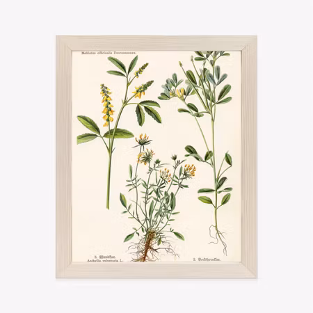Poster med ram - Various botanical plants