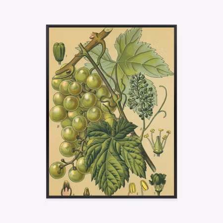 Poster med ram - Vintage botanical illustration of