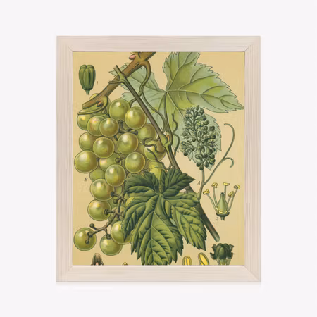 Poster med ram - Vintage botanical illustration of