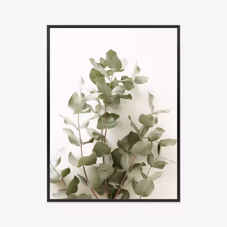 Poster med ram - Eucalyptus branch