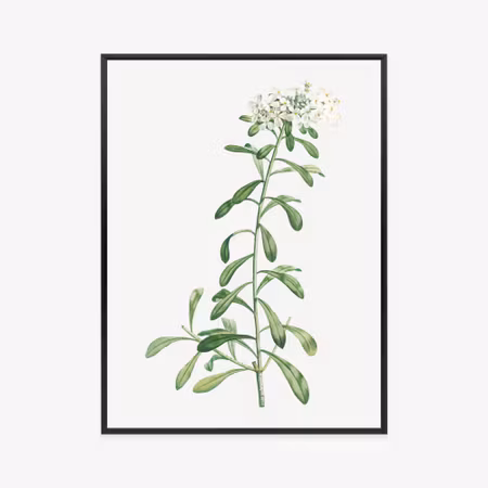 Poster med ram - A small white plant
