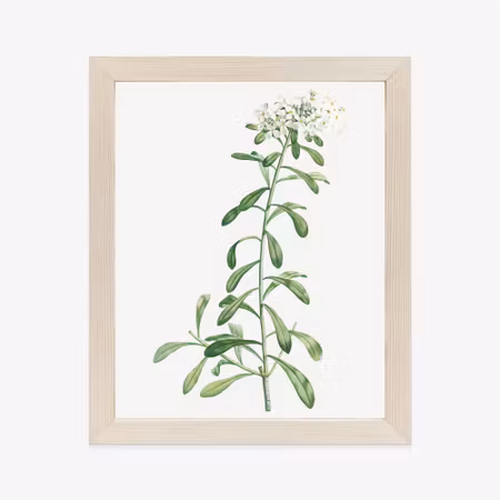 Poster med ram - A small white plant