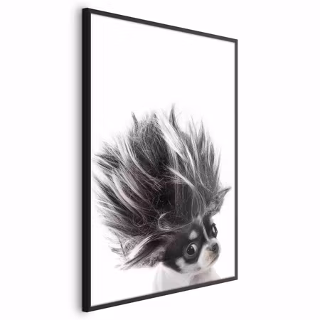 Poster med ram - Chihuahua