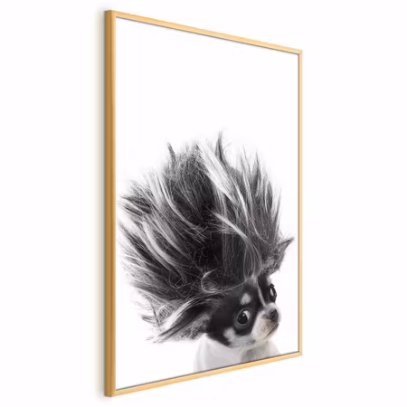 Poster med ram - Chihuahua
