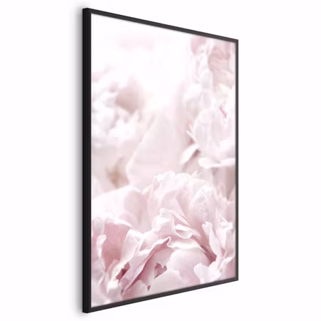Poster med ram - Fluffy peonies