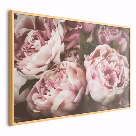 Poster med ram - Pink peonies