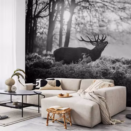 Fototapeter - Deers in the Morning