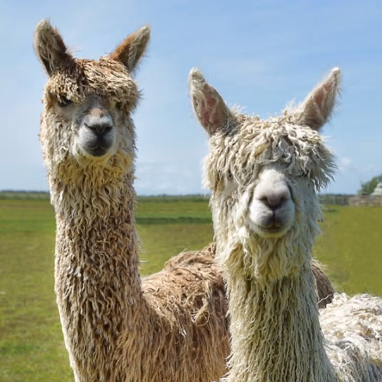 Alpackabouclé blålila